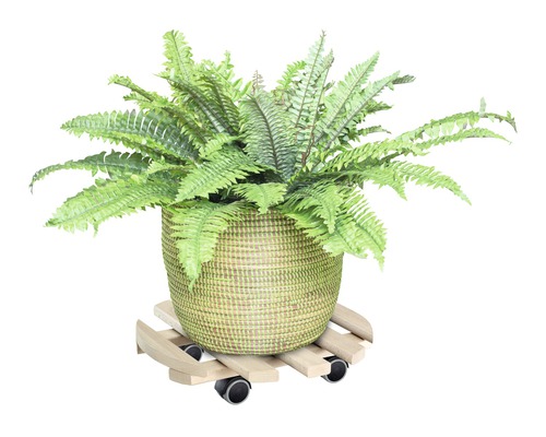Zelená papraď v prútenom kvetináči na drevenom podstavci s kolieskami
