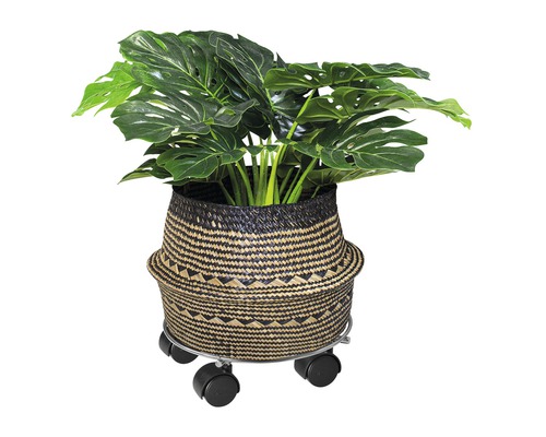 Rastlina Monstera v košíkovom kvetináči na kolieskach