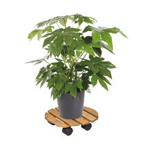 Izbová rastlina Aralia v kvetináči na drevenom vozíku na rastliny