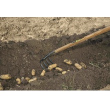 Zber zemiakov s rýľovacími vidlami