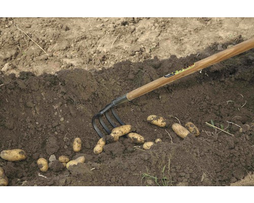 Zber zemiakov s rýľovacími vidlami