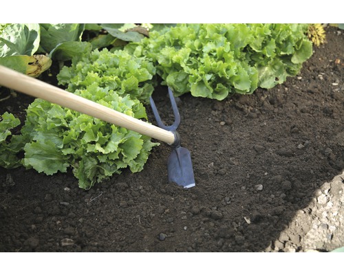 Záhradná motyka používaná medzi rastlinami šalátu