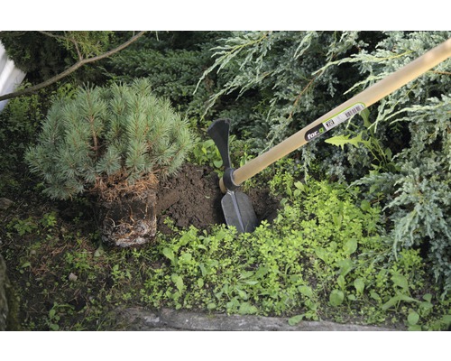 Záhradná scéna s motykou a borovicou.