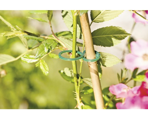 Rastlina pripevnená k bambusovej tyči pomocou rastlinných klipov