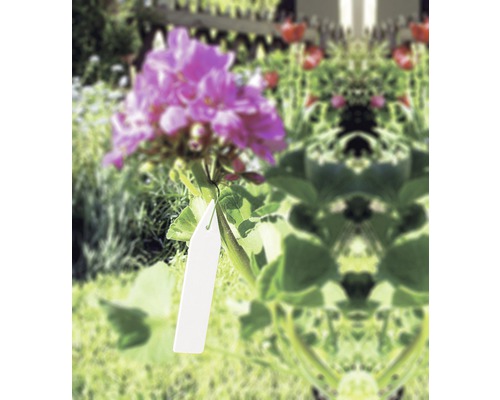 Kvetina s visačkou v záhrade