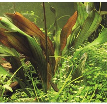 Akvarijná rastlina s dlhými listami v akváriu