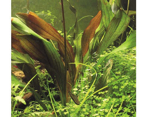 Akvarijná rastlina s dlhými listami v akváriu