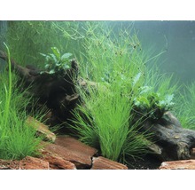 Akvárium s vodnými rastlinami, koreňovým drevom a kameňmi