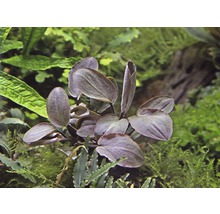 Akvarijná rastlina s oválnymi listami