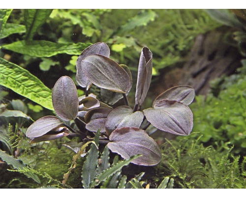 Akvarijná rastlina s oválnymi listami