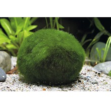 Cladophora v akváriu so štrkom