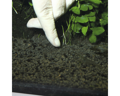 Sadenie vodných rastlín do akváriového štrku