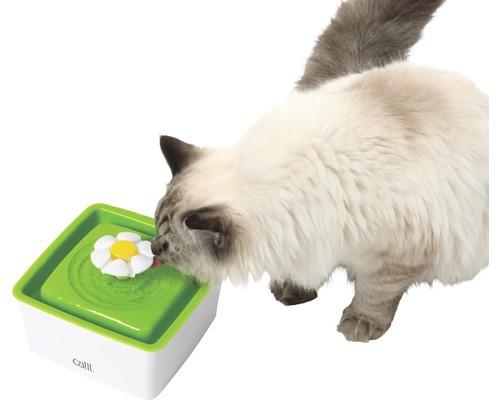 Mačka pije z fontány pre mačky s kvetinovým nadstavcom