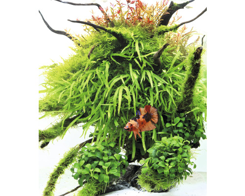 Akvárium s vodnými rastlinami a okrasnou rybou