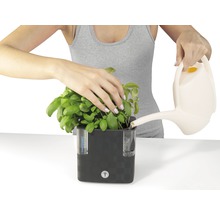 Osoba zalieva bazalku v kvetináči so zavlažovacím systémom