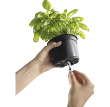 Osoba pripevňuje knôt k kvetináču s bazalkou pre zavlažovanie