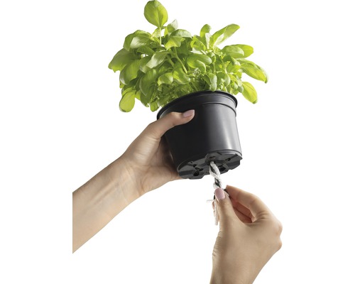 Osoba pripevňuje knôt k kvetináču s bazalkou pre zavlažovanie
