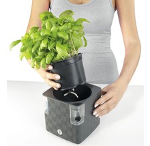 Žena vkladá bazalku do samozavlažovacieho kvetináča