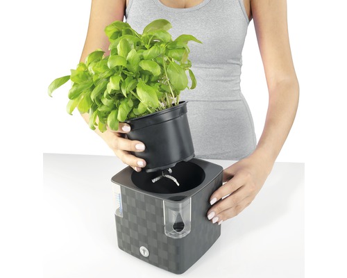 Žena vkladá bazalku do samozavlažovacieho kvetináča