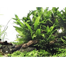 Akvarijné rastliny na koreňovom dreve a kameňoch