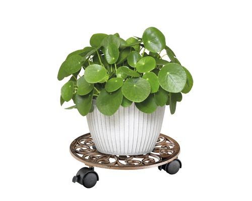 Čínsky peňažný strom v kvetináči na kolieskovom podstavci pod kvetináč
