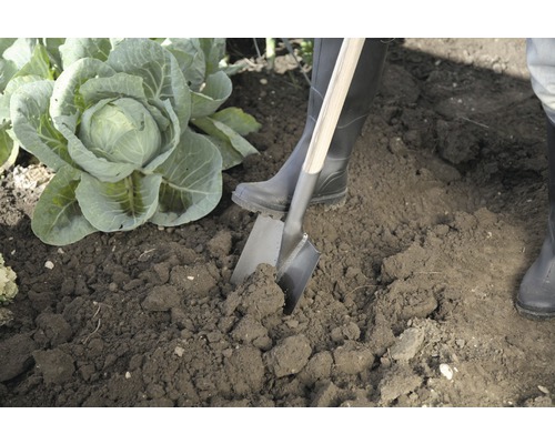 Záhradníctvo s rýľom vedľa rastliny kapusty