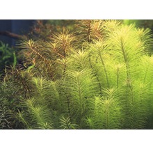 Detail akvarijných rastlín