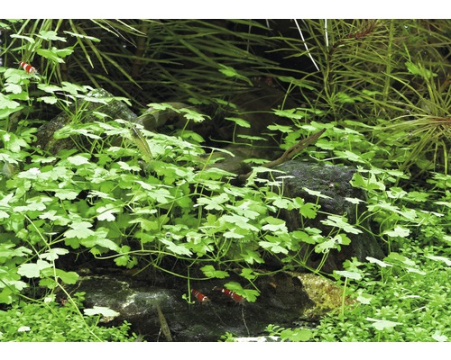 Akvárium s vodnými rastlinami a trpasličími krevetami