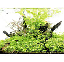 Akvárium s vodnými rastlinami, koreňovým drevom a rybami