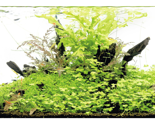 Akvárium s vodnými rastlinami, koreňovým drevom a rybami