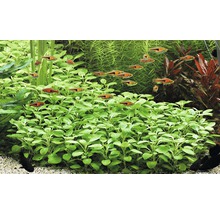 Akvarijné rastliny a ryby v sladkovodnom akváriu