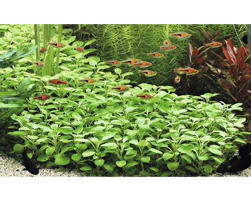 Akvarijné rastliny a ryby v sladkovodnom akváriu