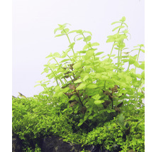 Akvarijné rastliny so zelenými listami v akváriu.