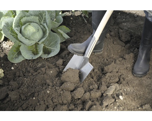 Osoba v záhrade, ktorá rýľom obracia pôdu, vedľa hlávky kapusty