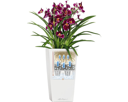 Orchidea v kvetináči so zavlažovacím systémom
