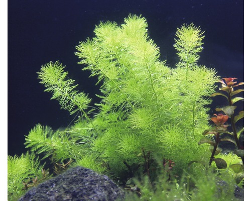 Akvarijná rastlina s jemnými listami