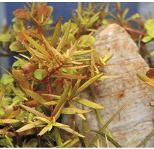 Vodné rastliny v akváriu s kameňom