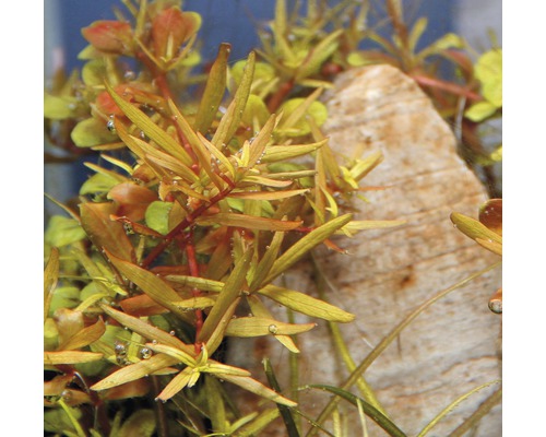 Vodné rastliny v akváriu s kameňom