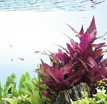 Akvárium s vodnými rastlinami a rybami