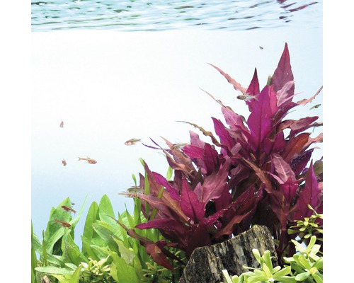 Akvárium s vodnými rastlinami a rybami