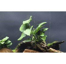 Akvárium s rastlinou Anubias na drevených koreňoch