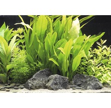 Akvarijné rastliny s kameňmi a pieskom