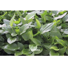 Rastlina s oválnymi listami pre akváriá