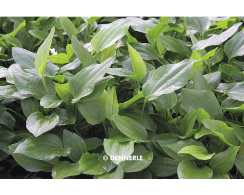 Rastlina s oválnymi listami pre akváriá