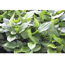 Rastliny rodu Šípatka so zelenými listami