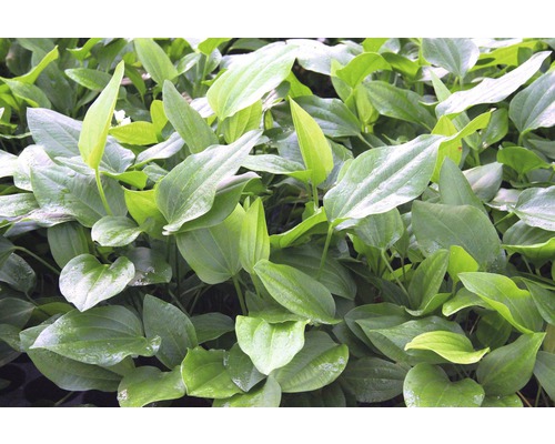 Rastliny rodu Šípatka so zelenými listami