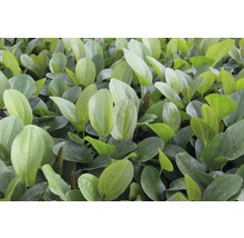 Detail listov žabníka