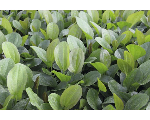 Detail listov žabníka