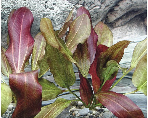 Akvarijná rastlina s podlhovastými listami