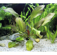 Akvárium s rastlinami Echinodorus a piesčitým dnom